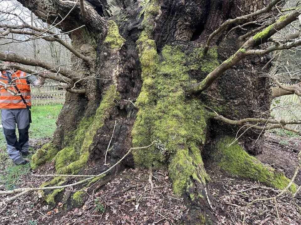Druids Oak.jpg
