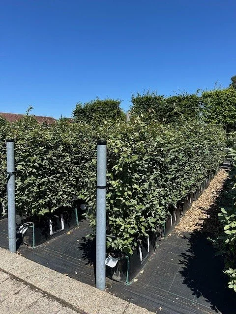 Elaeagnus - a tough particulate trapping species. Excellent hedge for boundaries and screening in quite tricky planting positions.