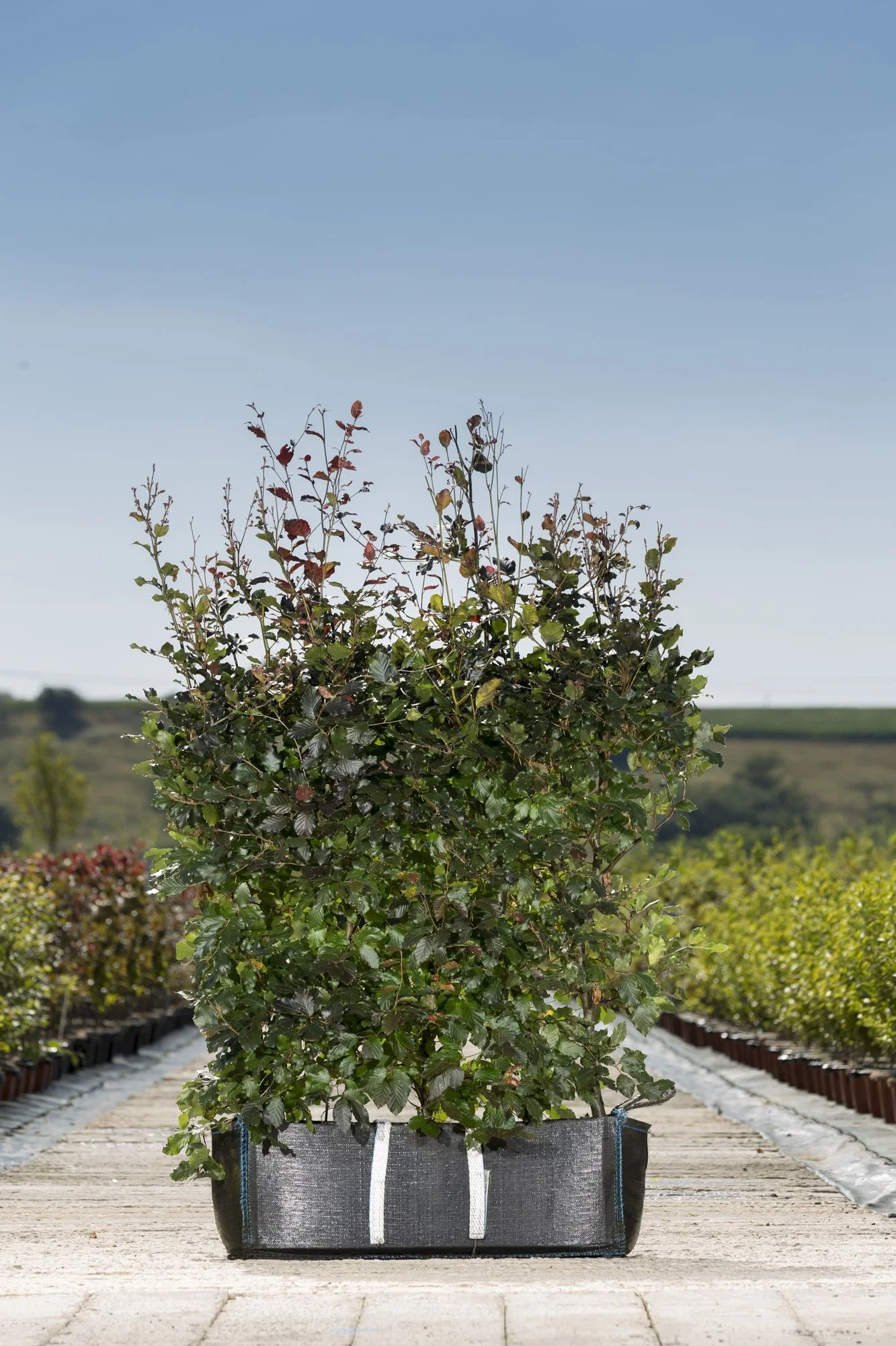 Fagus sylvatica purpurea bag, ready to plant side by side to create an effective, instant hedge.