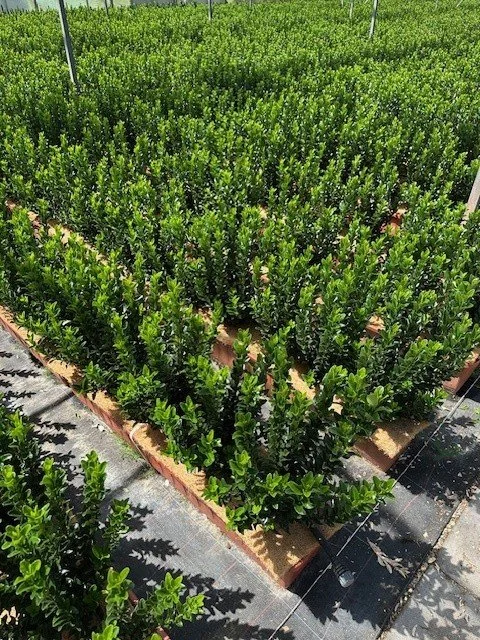 Euonymus - useful dwarf hedging for defining paths or compartmentalising in design.