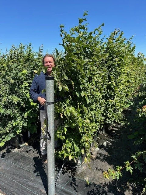 Hornbeam hedging is a great native planting choice, even for Hide n' Seek!