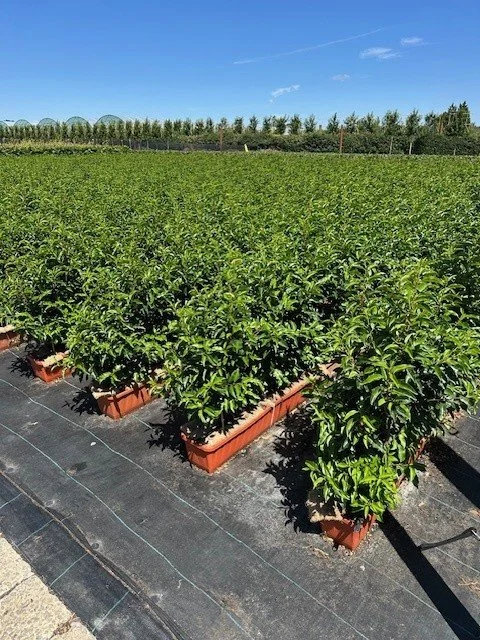 Portuguese Laurel is great for so many purposes, especially defining edges and boundaries