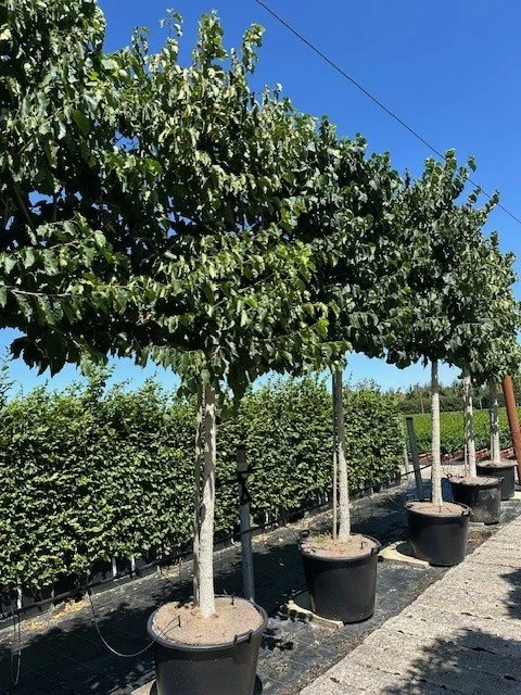 Pleached Turkish Hazel panels offer a great climate change choice with gorgeous, large leaves and light fawn stems