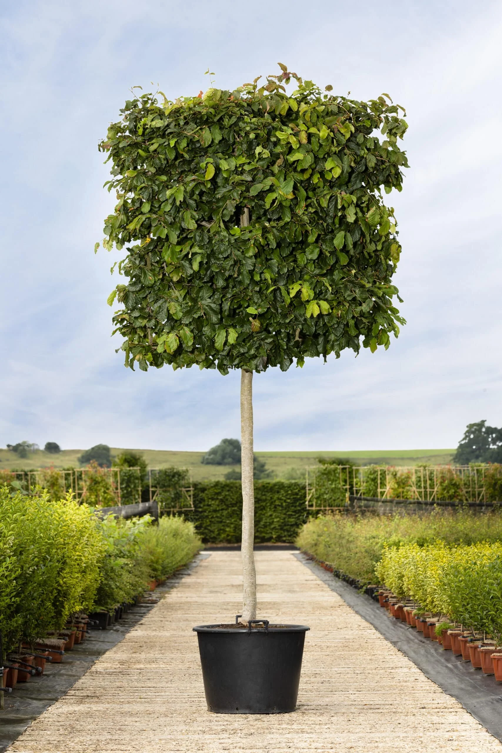 Interesting Parrotica persica screen available in various sizes