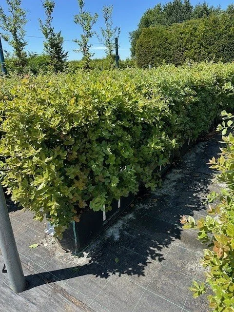 Evergreen Oak - another favourite