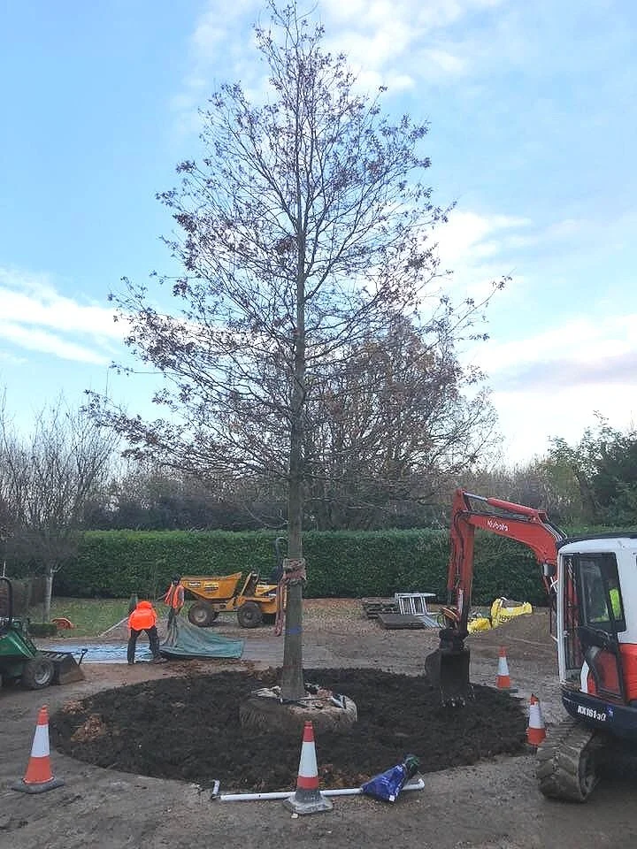 Pin+Oak+planting.jpg