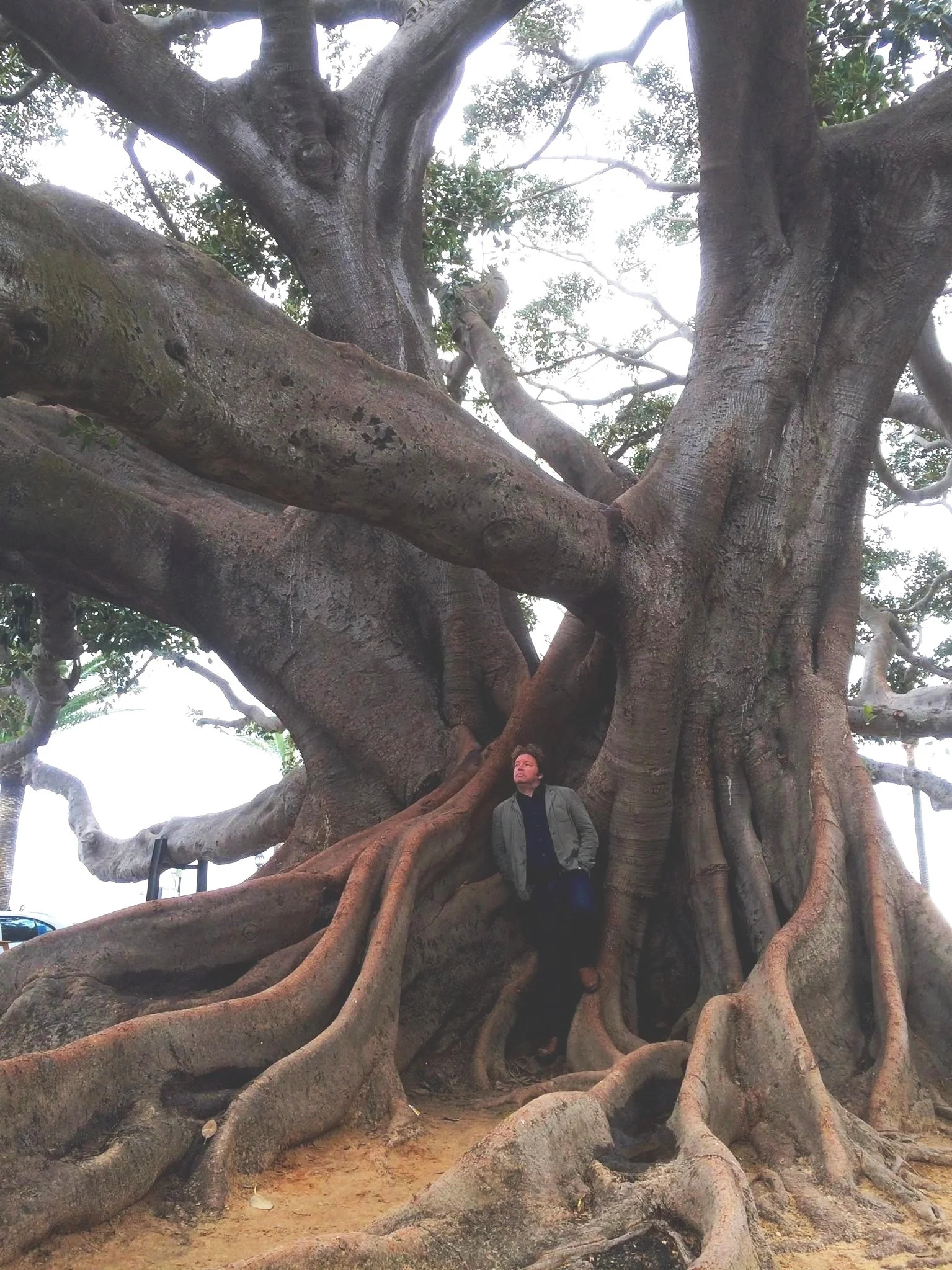 Huge Ficus Tree in Cadiz