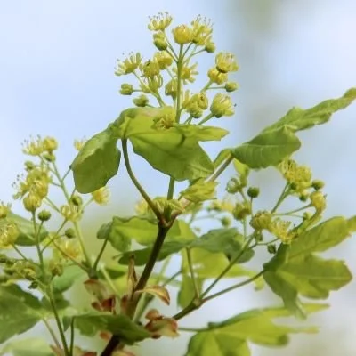Field Maple