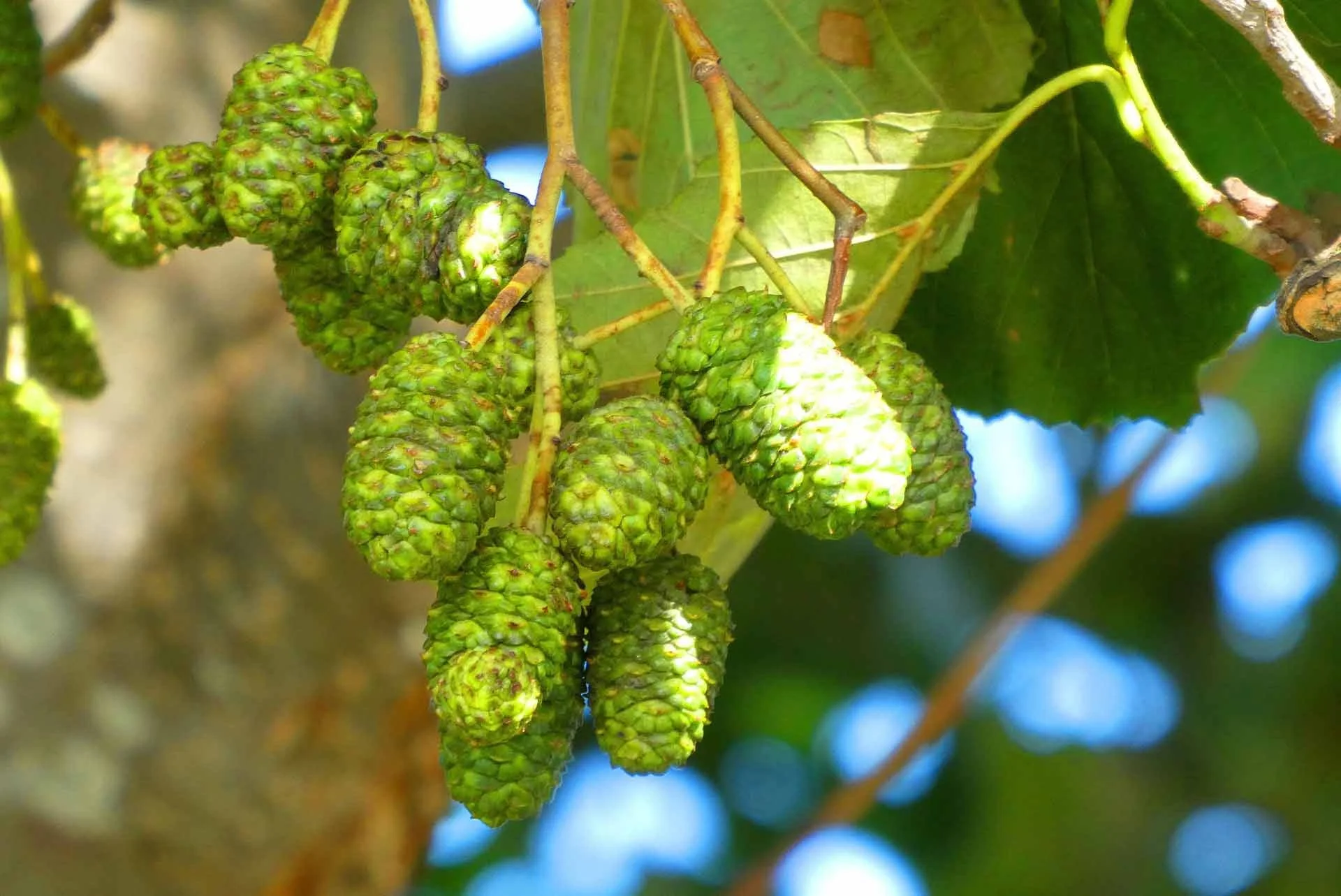 Alder