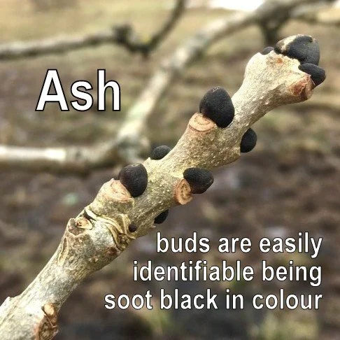 Ash
