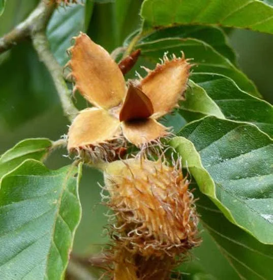 Beech