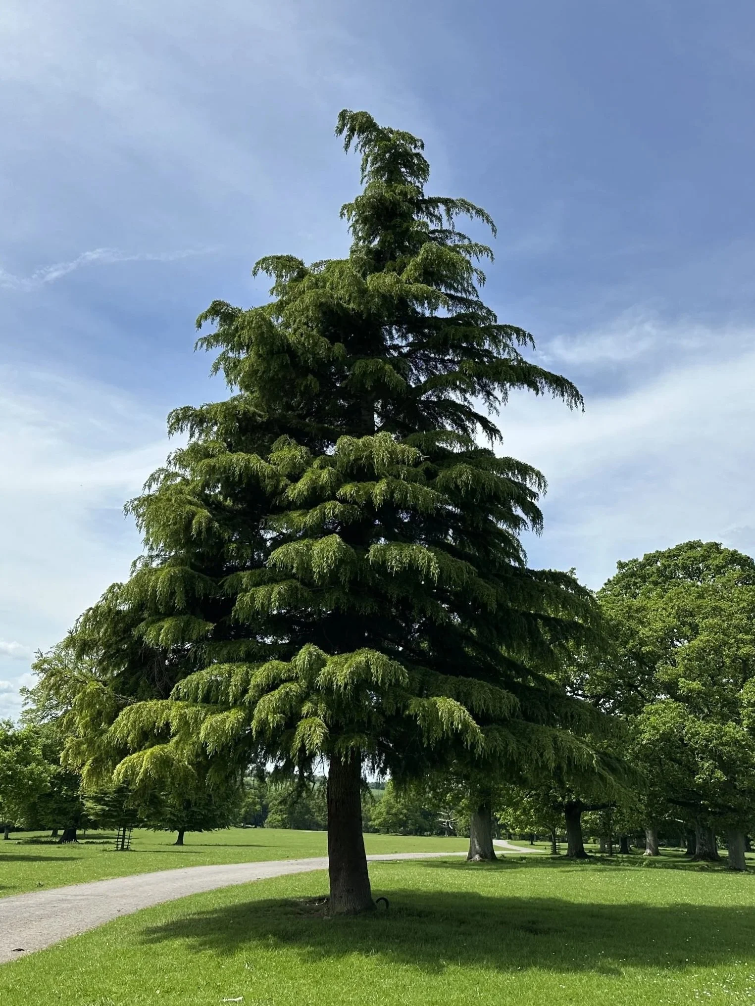 Cedar - Deodar