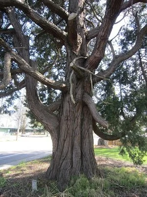 Cedar - Incense