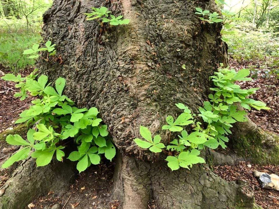 Chestnut - Horse