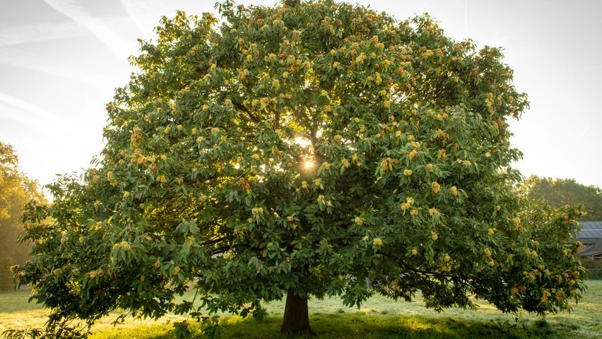 Chestnut - Sweet