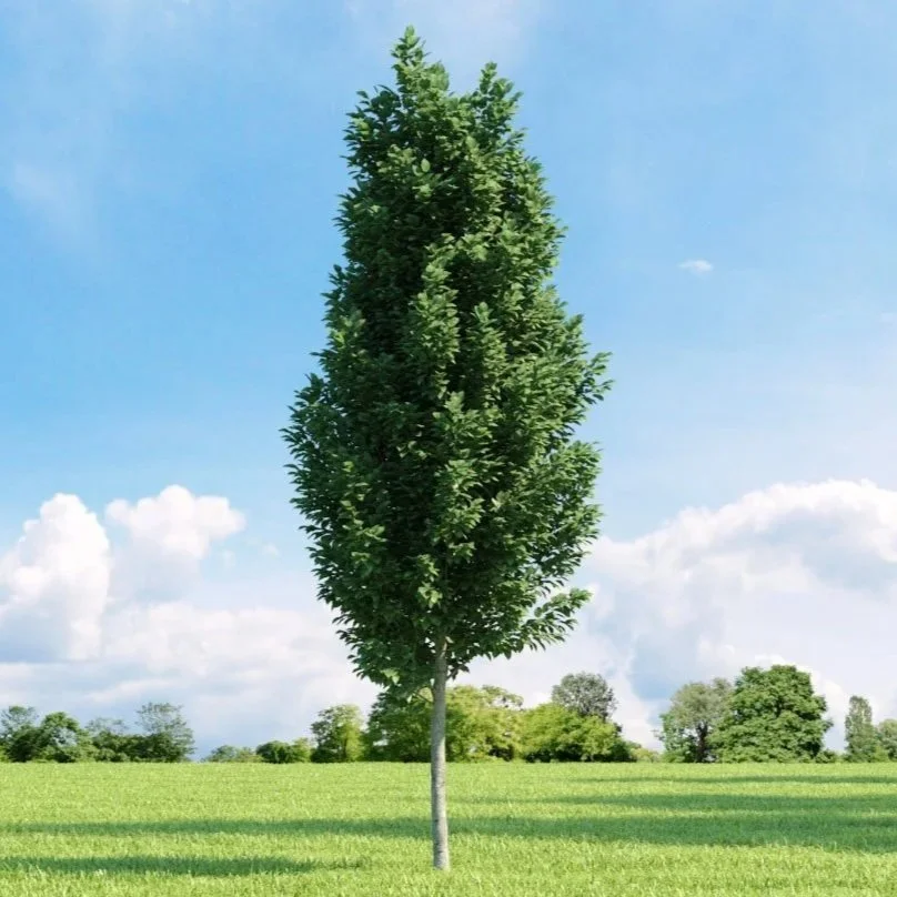 Hornbeam Fastigiata