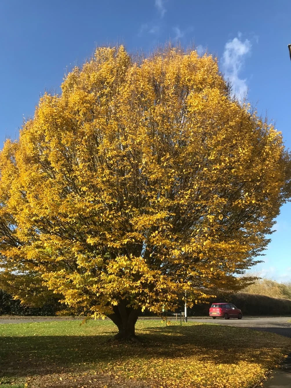 Hornbeam