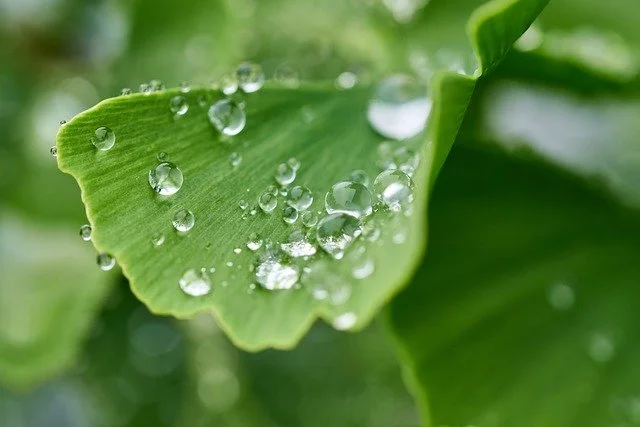 Ginkgo Biloba