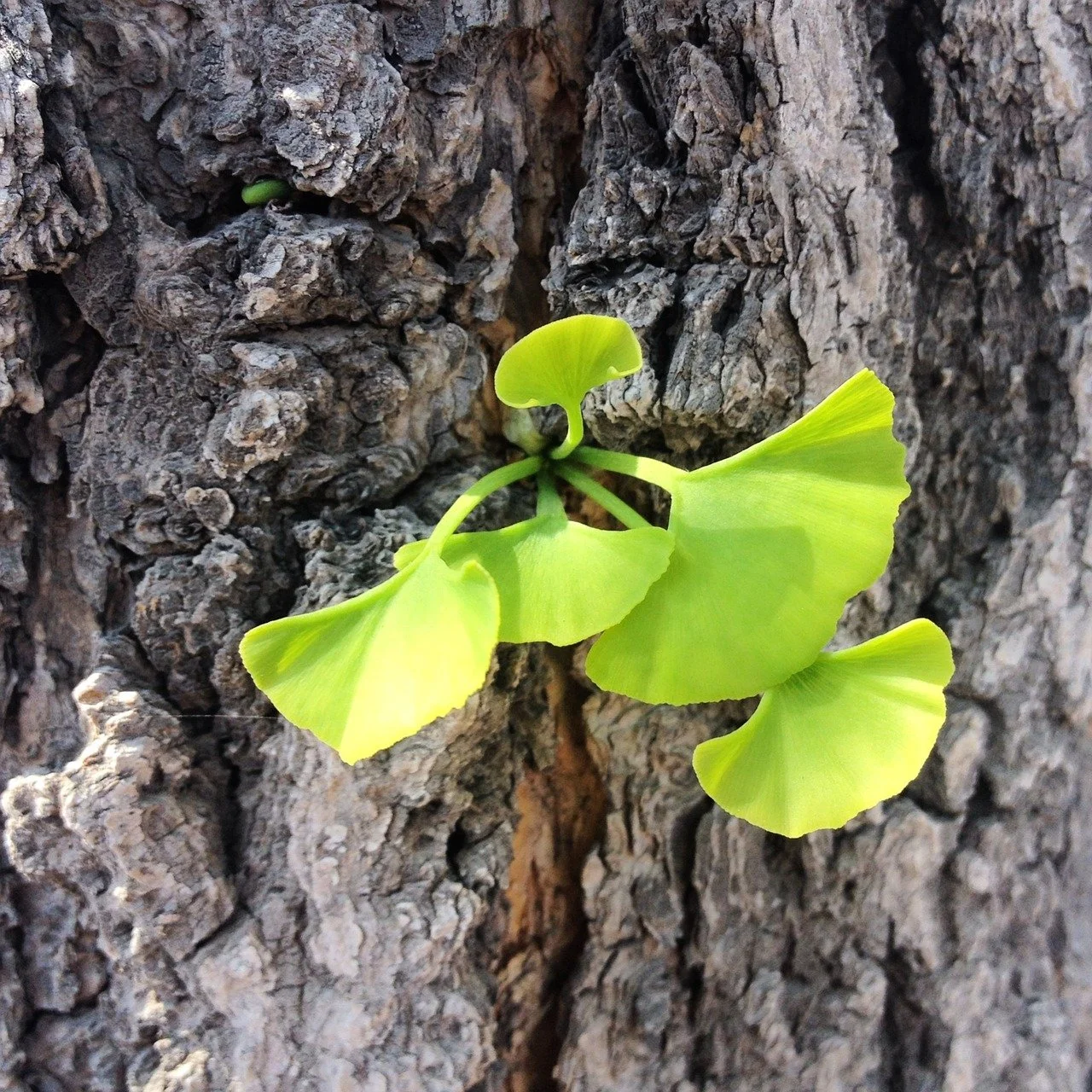Ginkgo Biloba