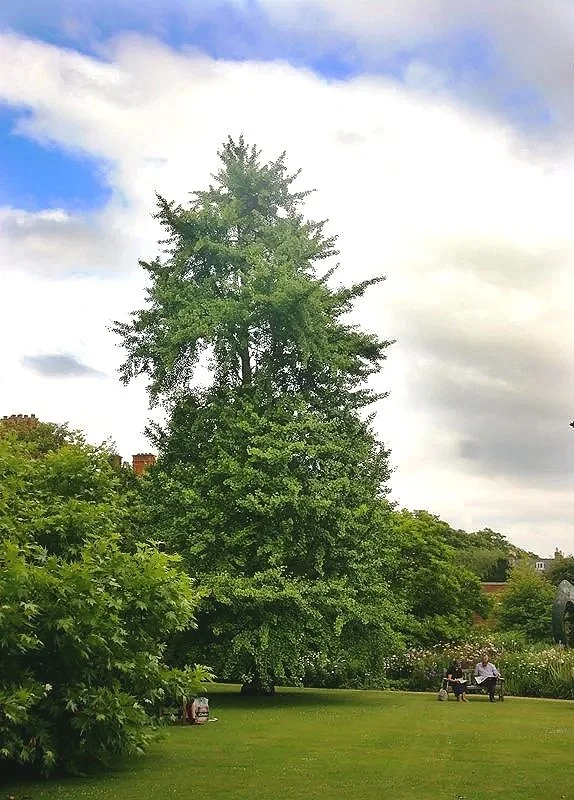 Ginkgo Biloba