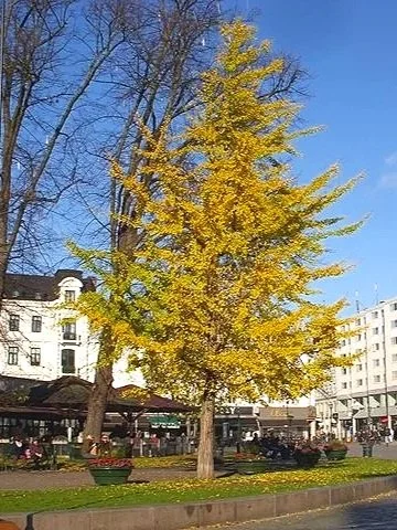 Ginkgo Biloba