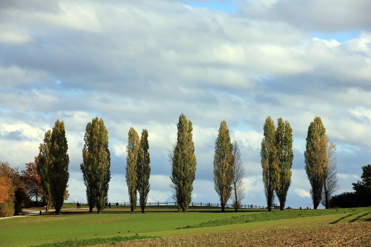 Poplar (Aspen)