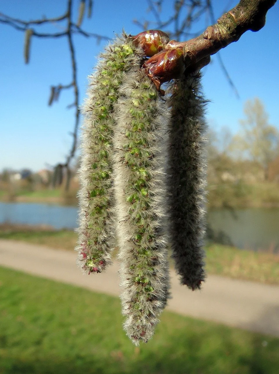 Poplar (Aspen)