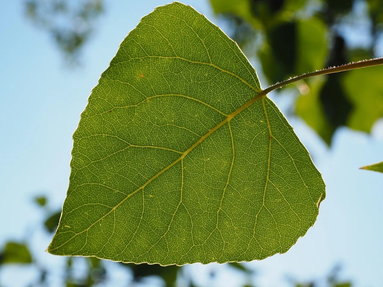 Poplar (Aspen)