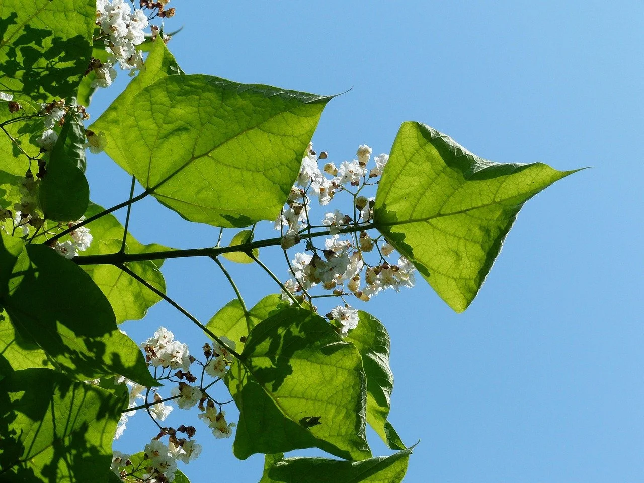 Indian Bean Tree (Catalpa)