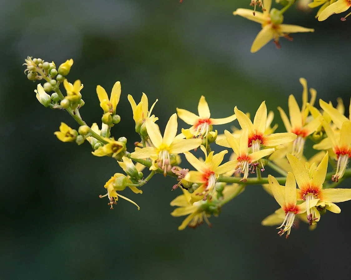 Pride of India (Koelreuteria paniculata)