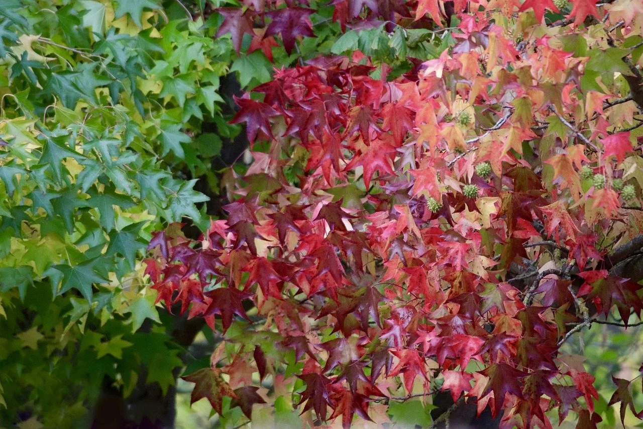 Liquidambar styraciflua