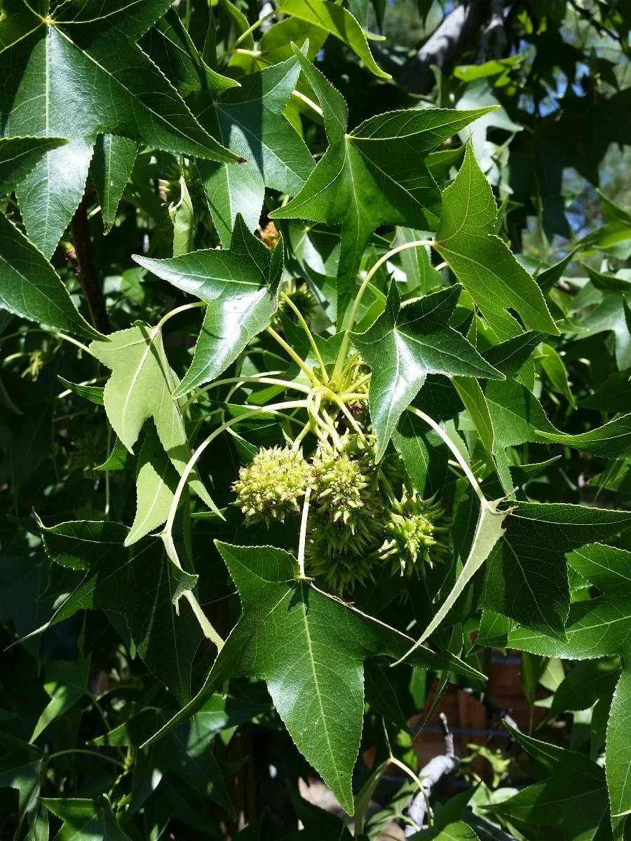 Liquidambar styraciflua