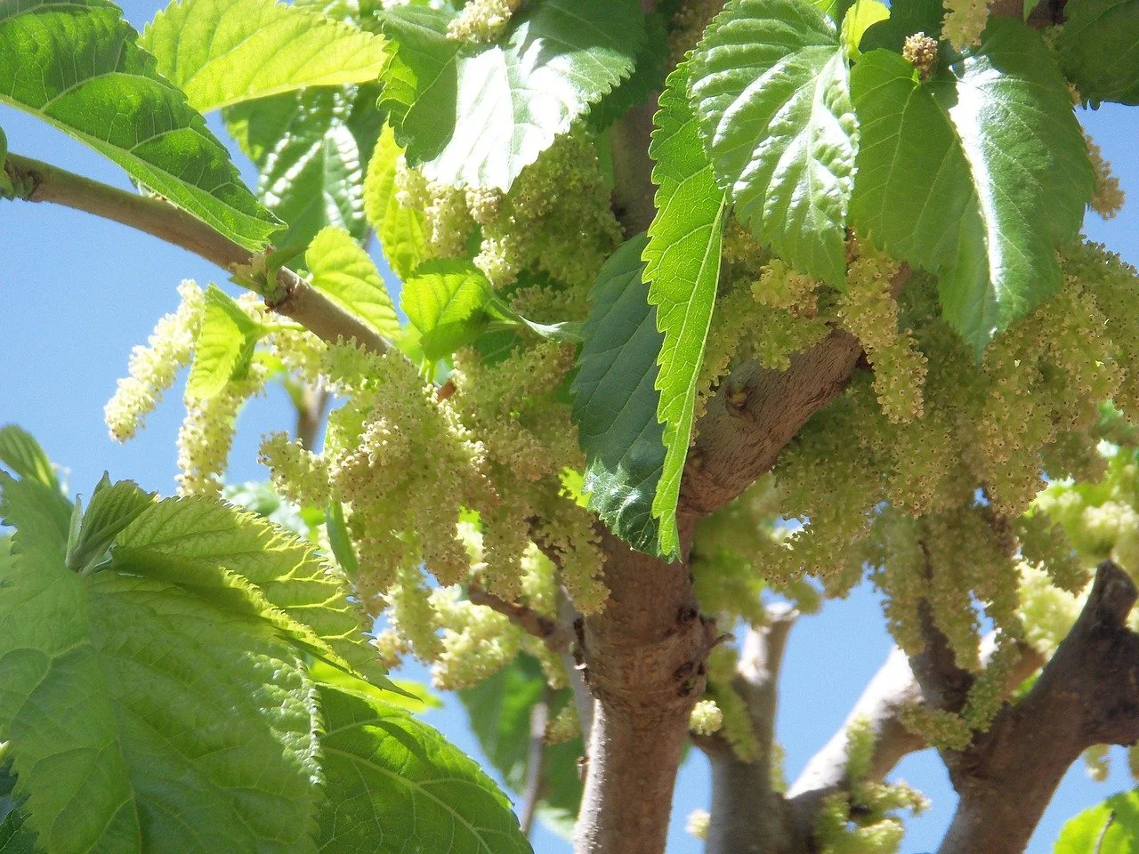 Mulberry
