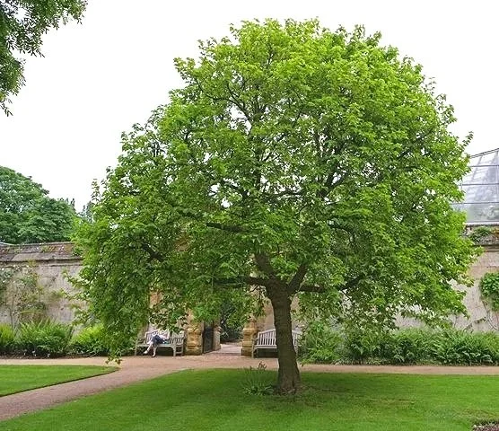 Mulberry