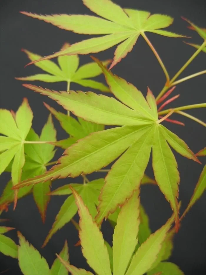 Maple (Acer)