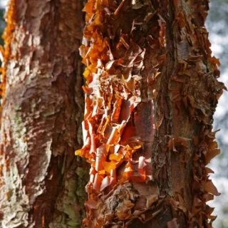 Maple (Acer)