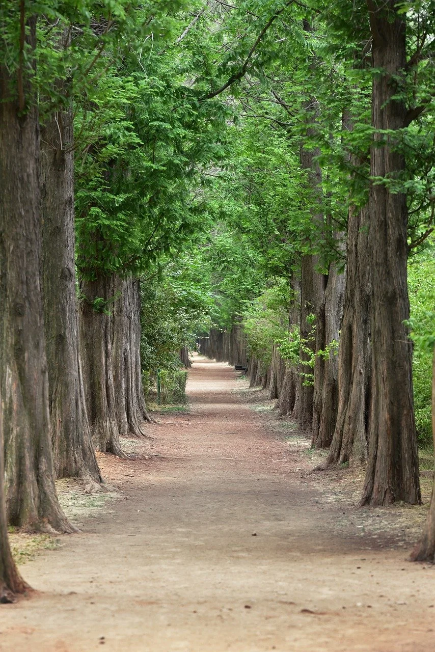 Dawn Redwood (Metasequoia)
