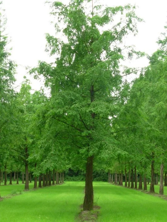 Dawn Redwood (Metasequoia)