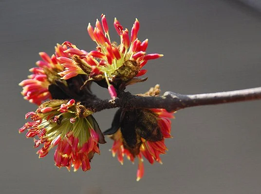 Ironwood (Parrotica persica)