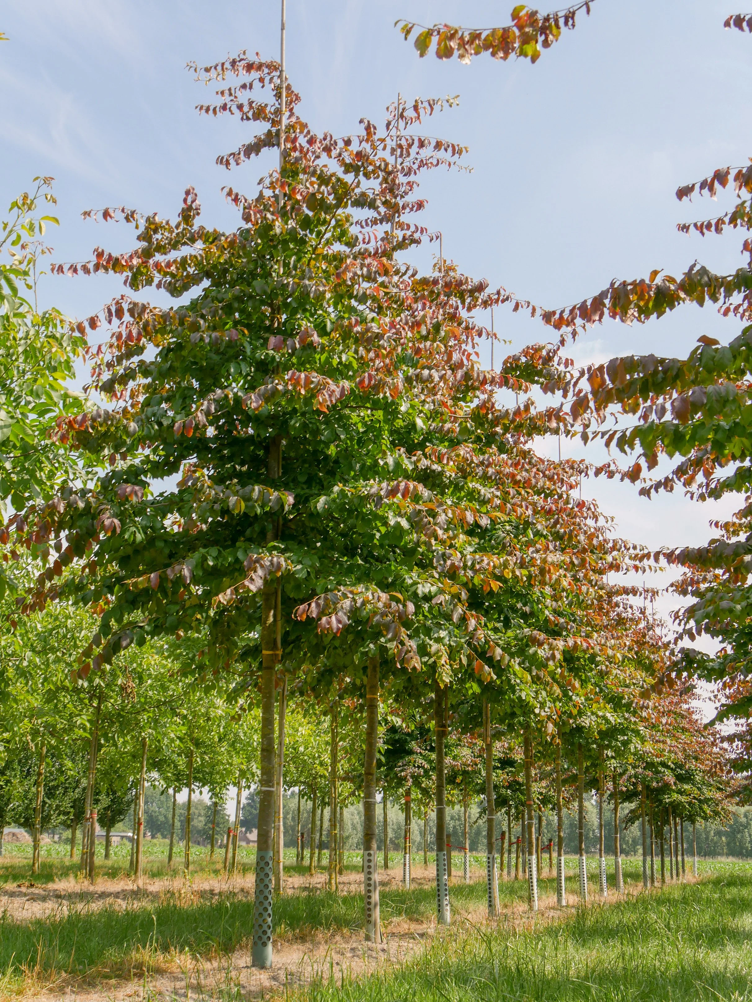 Ironwood (Parrotica persica)