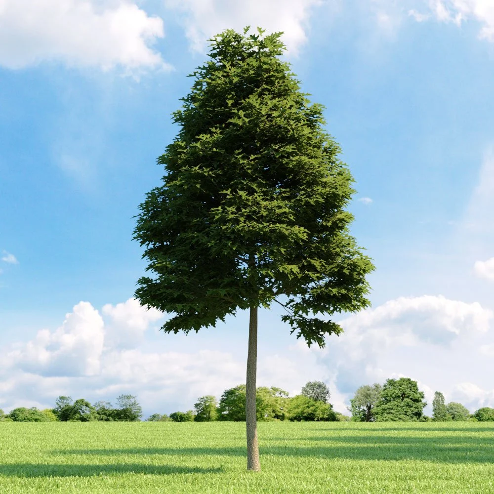 Oak (Pin Oak)