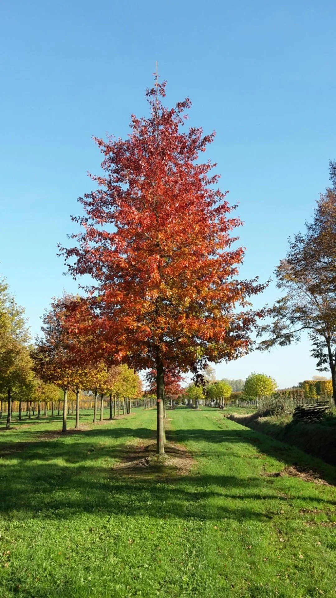 Oak (Pin Oak)