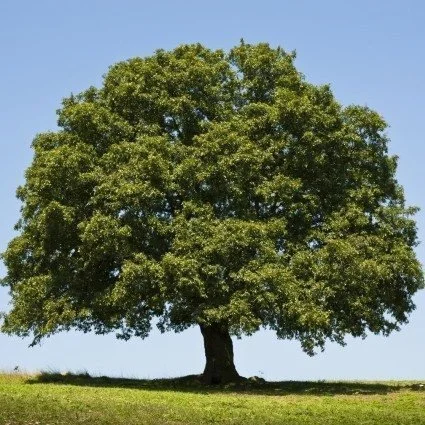 Oak (Quercus robur)