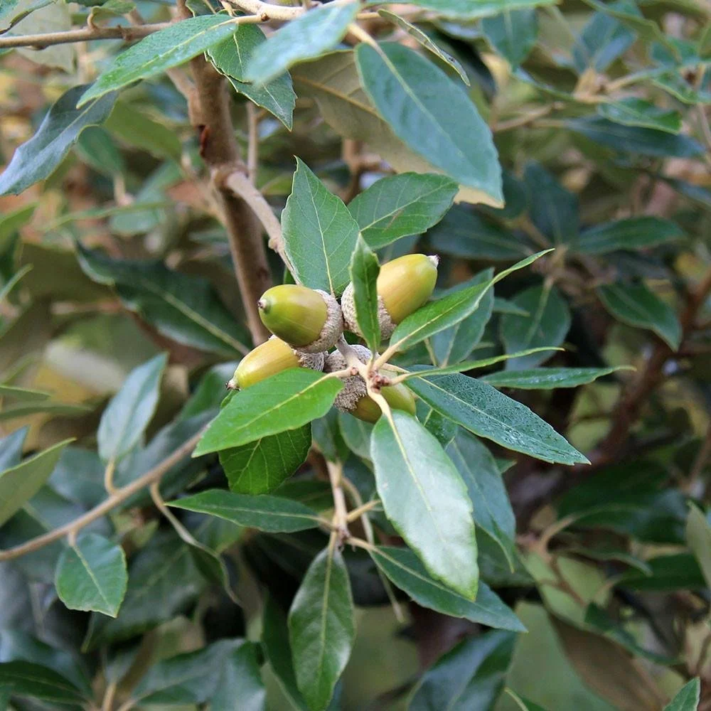 Oak (Holm Oak) evergreen