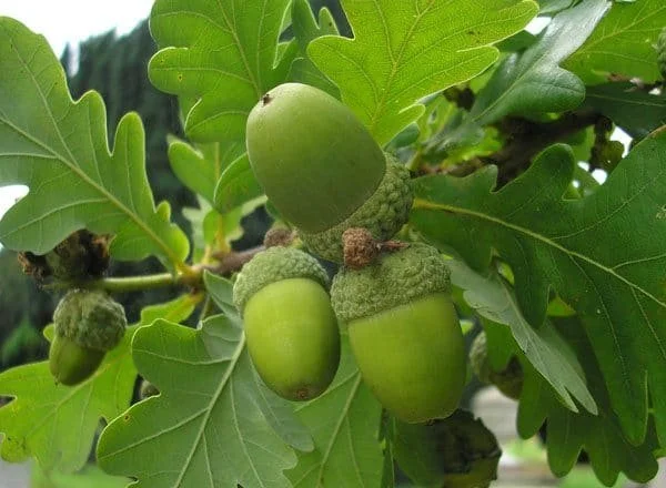 Oak (acorns)
