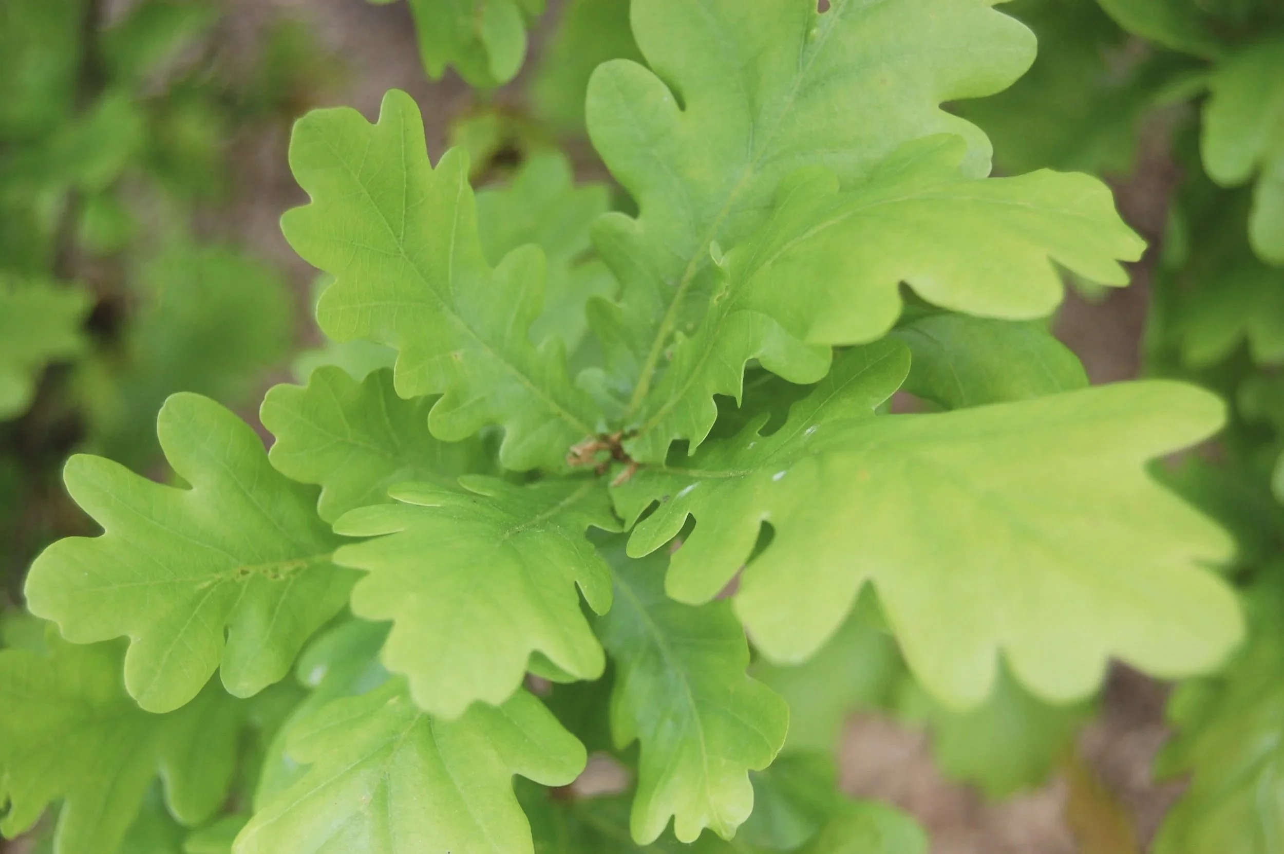 Oak (leaves)