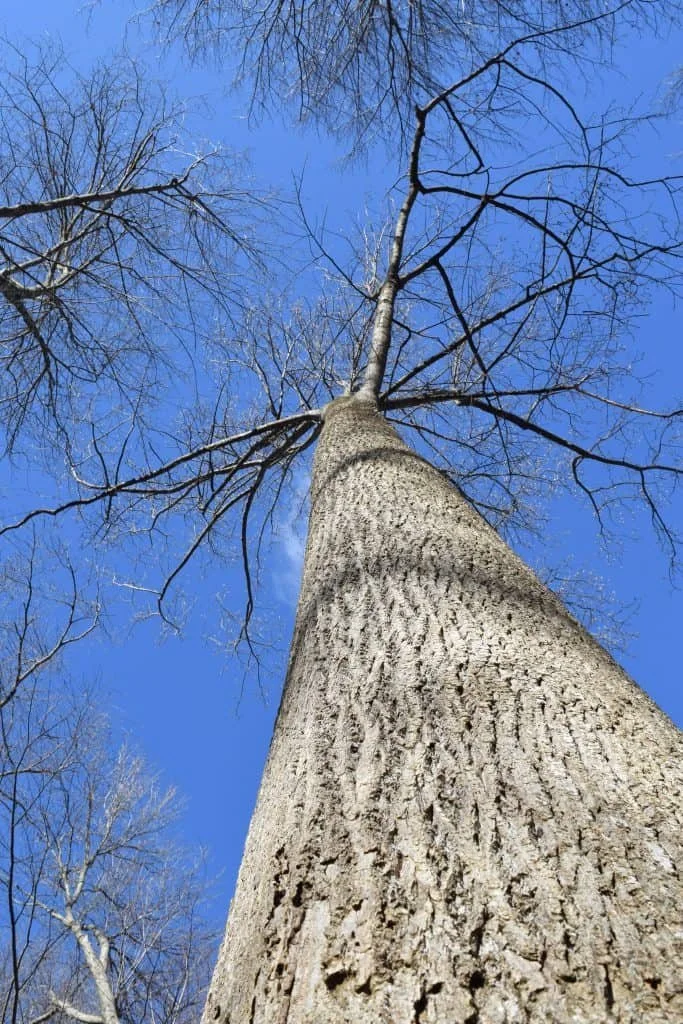 Tulip Tree - trunk