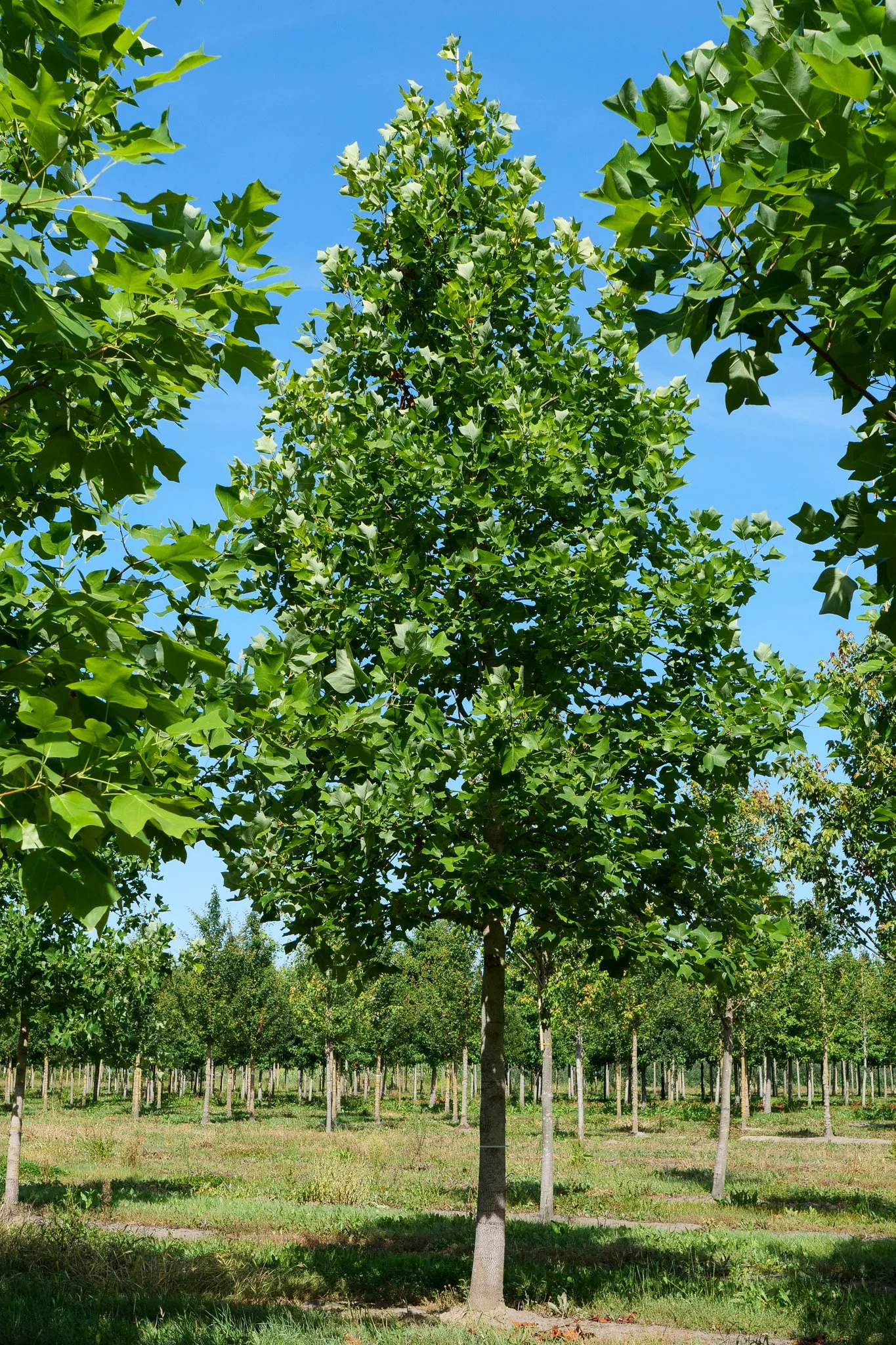 Tulip Tree