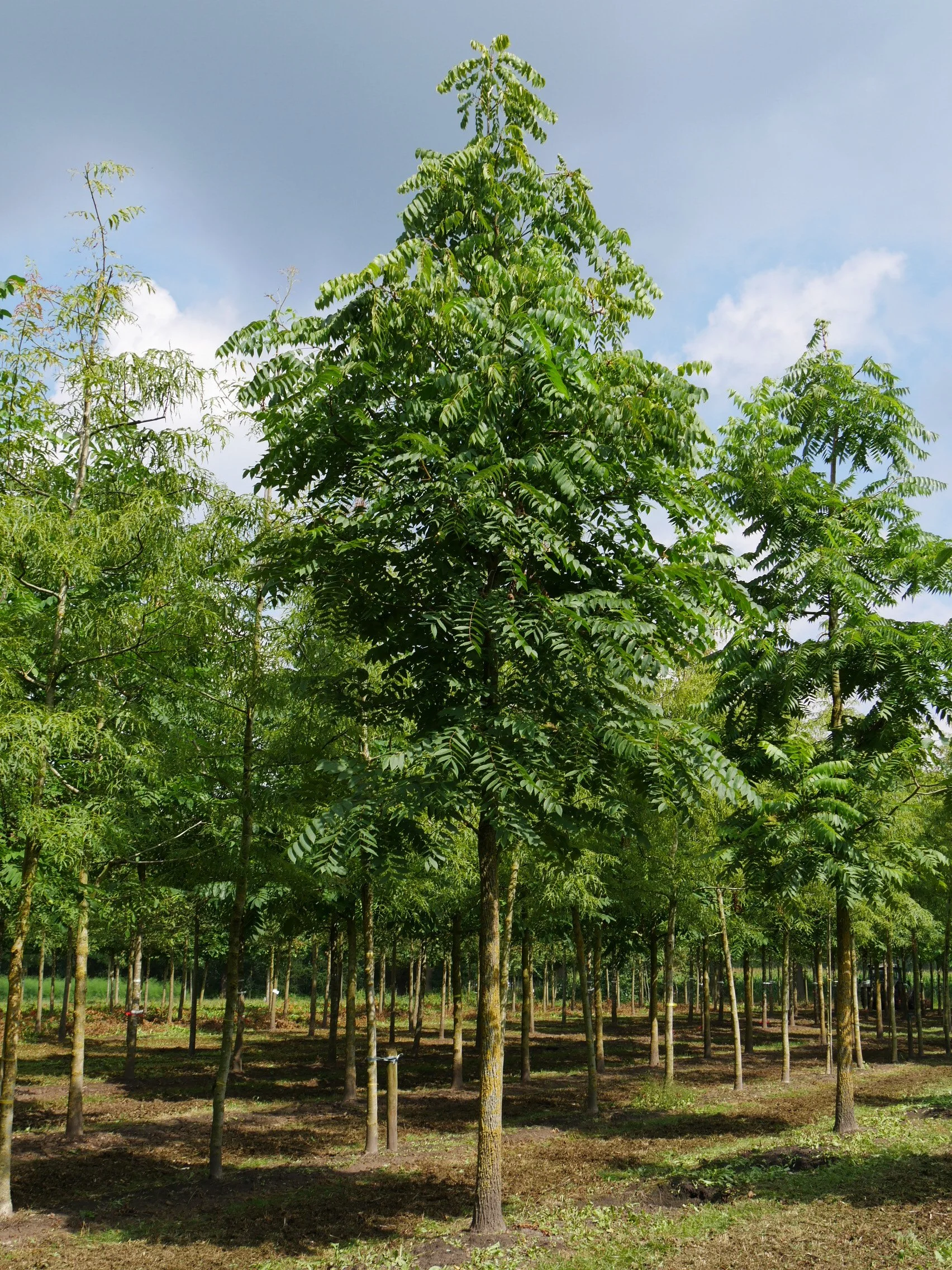 Walnut (black)
