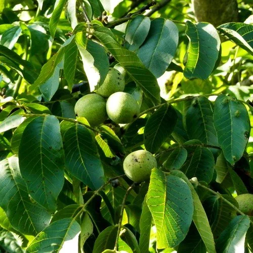 Walnut (English)